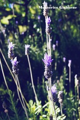 dsc08245_副本1.jpg