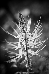 DSC_0779.jpg