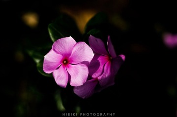 DSC_5235.jpg