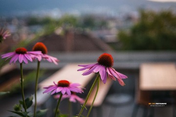 DSE_0173