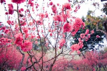 IMG_2734.jpg