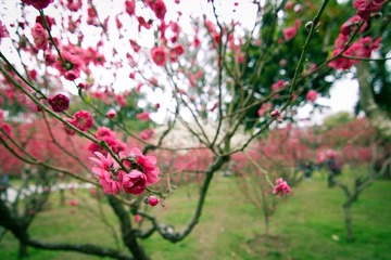 IMG_2735.jpg