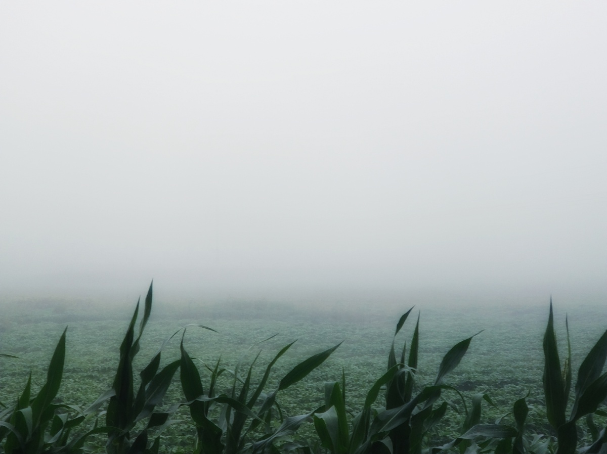 田野雾罩 - 红枫林karen - 图虫