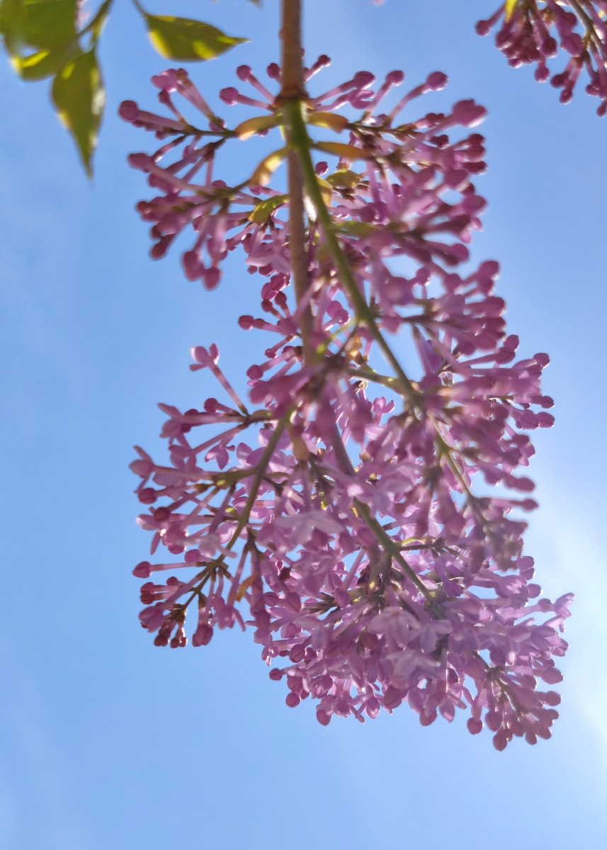 艳阳下的丁香花