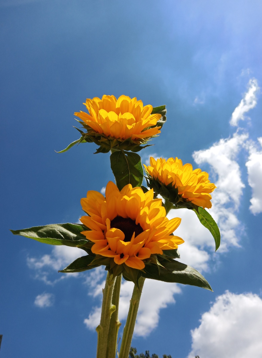 向日葵有个很好的花语入目无他人四下皆是你有你是你是太阳无你时我便