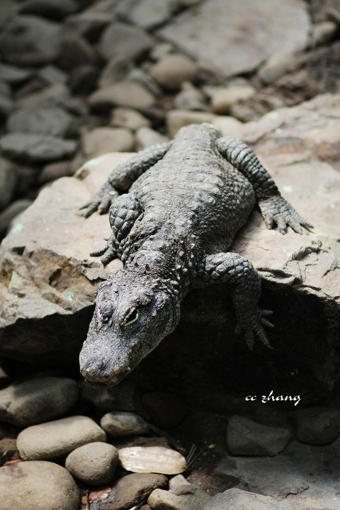 扬子鳄 br /> 国二保