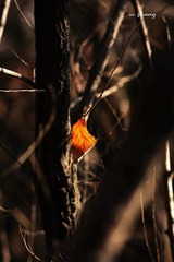 IMG_2000.JPG