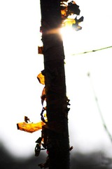 IMG_2146.JPG