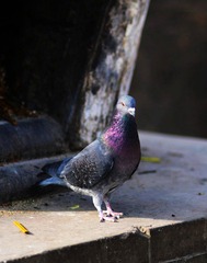 IMG_2253.JPG