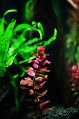 IMG_2688.JPG