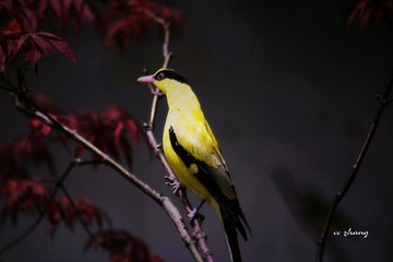 IMG_4339.JPG