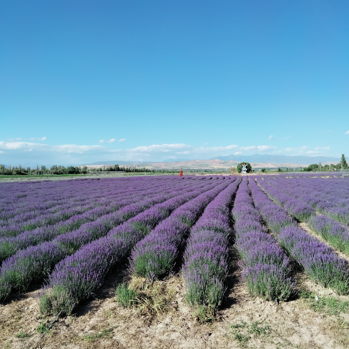 假期伊宁美景剪影