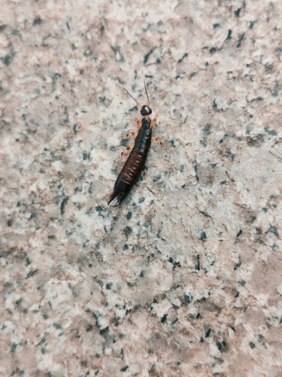 这是什么虫… - 时间煮番薯 - 图虫