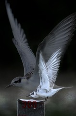 55050