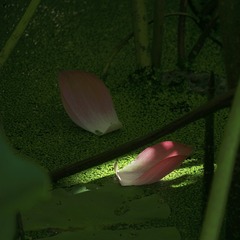 1203159