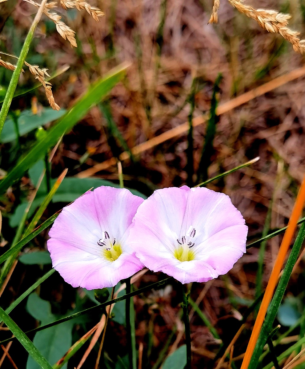 路边牵牛花牵人心