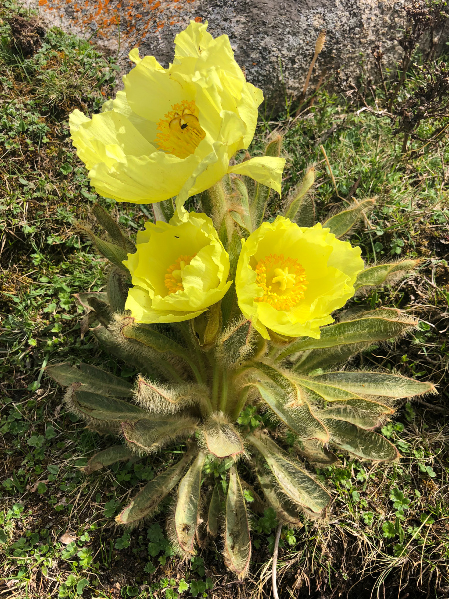 绿绒蒿是野生高山花卉被誉为高山牡丹欧洲人推崇为世界名花因全株披有