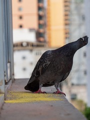D79552EB-A60A-46BF-9D33-F6B6DCCAB788/L0/001