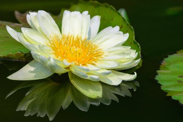 ZWJ_2009