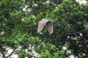 DSC_6388.jpg