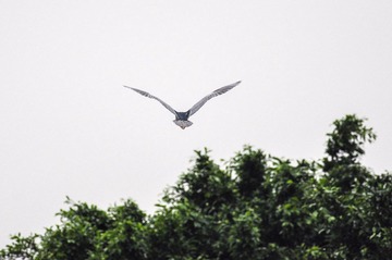 DSC_6463.jpg