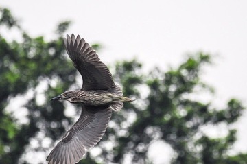 DSC_6593.jpg