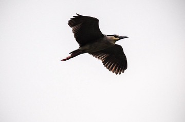 DSC_6698.jpg