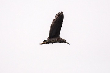 DSC_6746.jpg