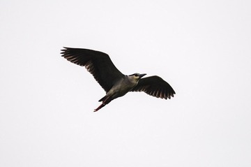 DSC_6775.jpg
