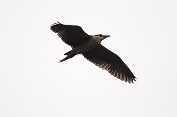 DSC_6777.jpg