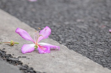 DSC_6006.jpg