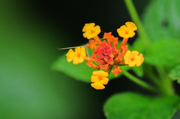 DSC_5623.jpg