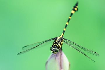 DSC_0292-2.jpg