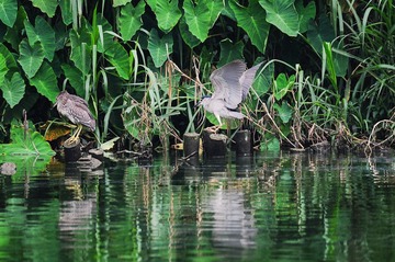 DSC_0092.jpg