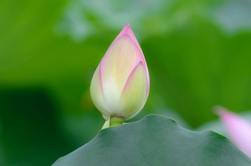 DSC_0203.jpg