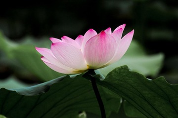 DSC_0489.jpg
