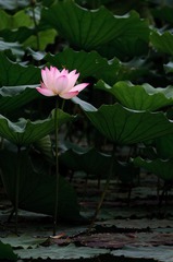 DSC_0503.jpg
