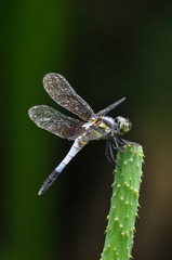 DSC_2183.jpg