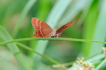DSC_5100.jpg