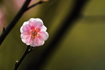 DSC_0598.jpg