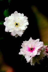 DSC_1115_副本.jpg