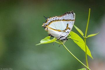_ZWJ0905