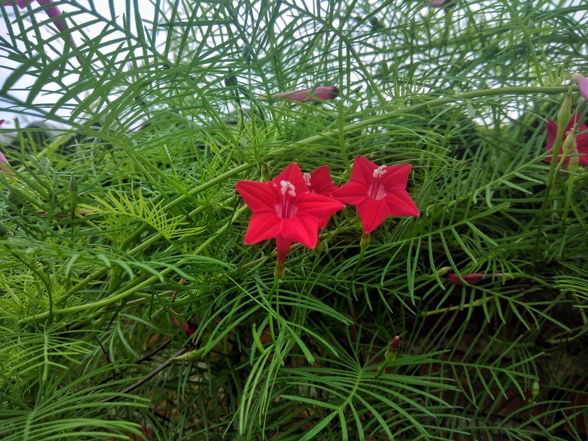 红花当然绿叶配!