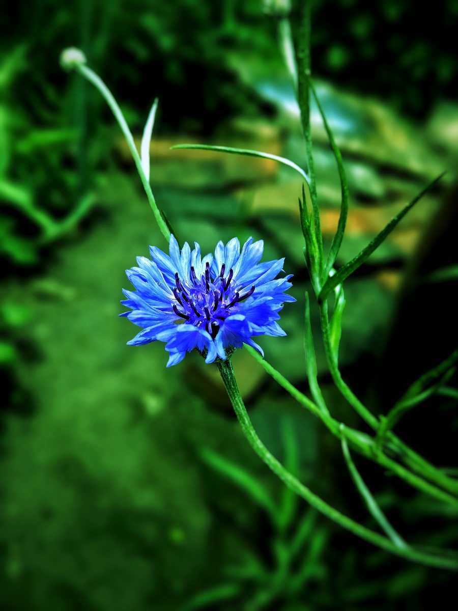 矢车菊德国国花象征着幸福故乡在欧洲