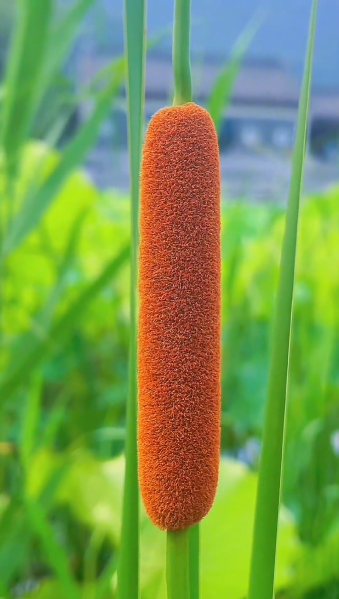 蒲棒- 摄影爱好凡事平常心 - 图虫