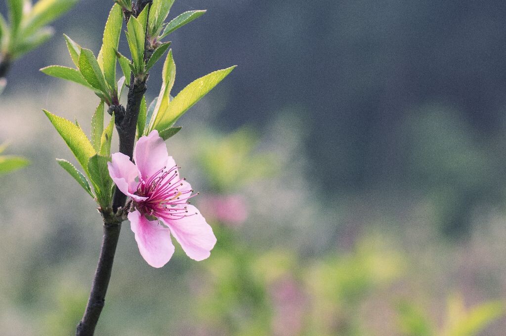 桃花<br />
桃花