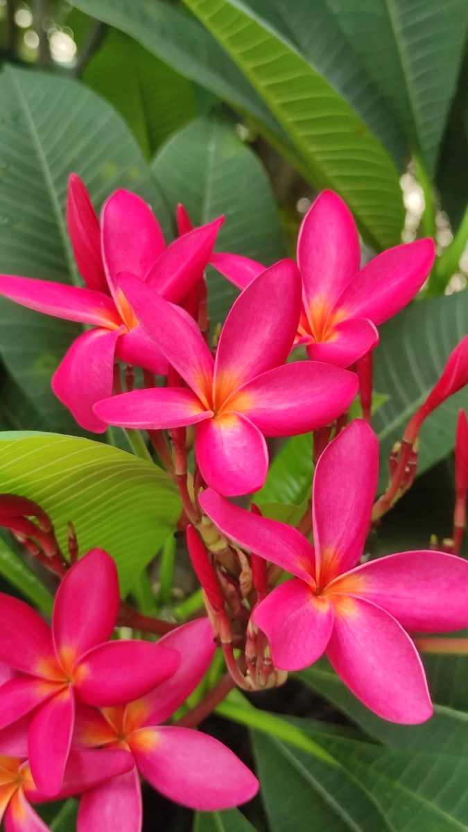 夏日清晨摄影花卉花朵天空蓝天下的红鸡蛋花保持对生活的爱和热情把每