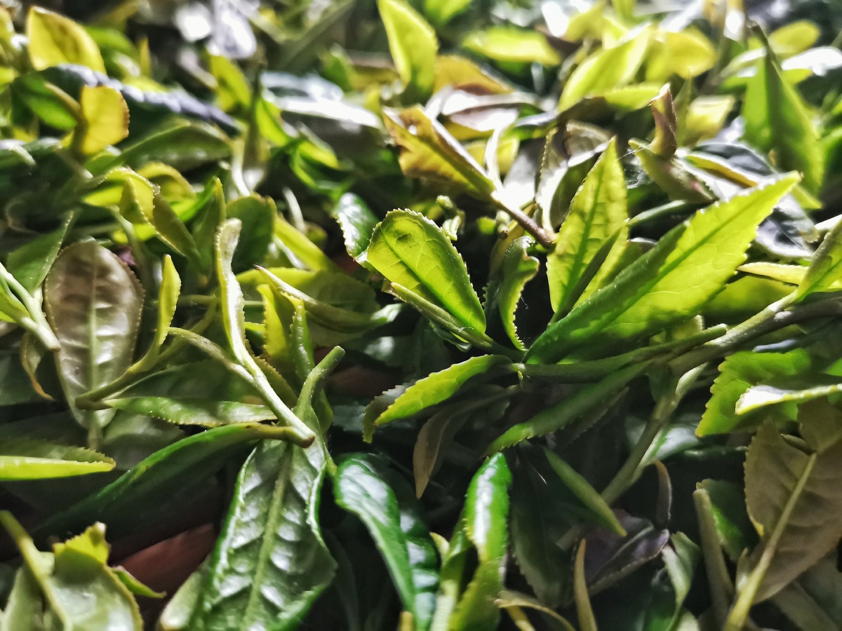 新鲜茶叶