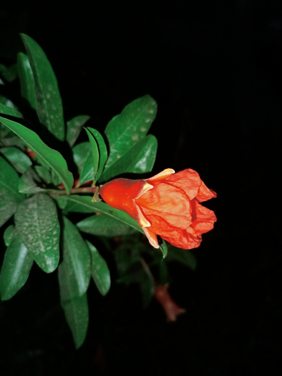 圣罗兰的花永不枯萎浪漫至死不渝