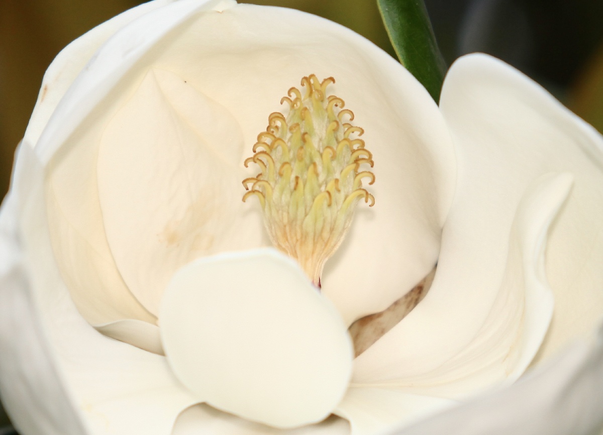 白玉兰花蕊,芯中的魅力! - 摄影师少东家 - 图虫